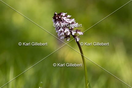 Karl-Gillebert-orchis-pourpre-orchis-purpurea-3219