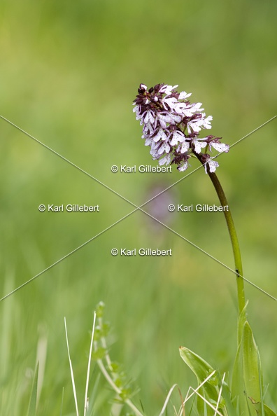 Karl-Gillebert-orchis-pourpre-orchis-purpurea-3223.jpg
