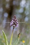 Karl-Gillebert-orchis-pourpre-orchis-purpurea-7166