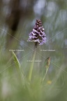 Karl-Gillebert-orchis-pourpre-orchis-purpurea-7175