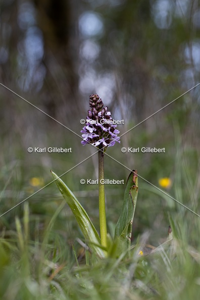 Karl-Gillebert-orchis-pourpre-orchis-purpurea-7196.jpg