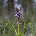 Karl-Gillebert-orchis-pourpre-orchis-purpurea-7196.jpg