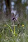 Karl-Gillebert-orchis-pourpre-orchis-purpurea-7196