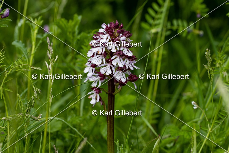 Karl-Gillebert-orchis-pourpre-orchis-purpurea-9428.jpg
