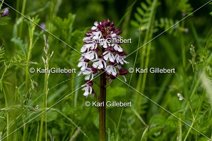 Karl-Gillebert-orchis-pourpre-orchis-purpurea-9428