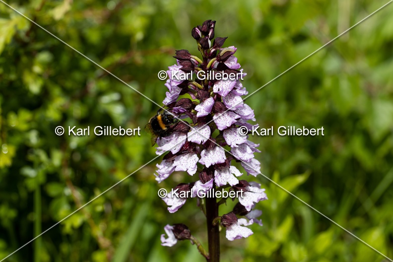 Karl-Gillebert-orchis-pourpre-orchis-purpurea-0142.jpg