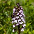 Karl-Gillebert-orchis-pourpre-orchis-purpurea-0142.jpg