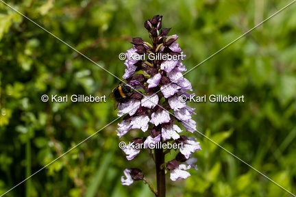 Karl-Gillebert-orchis-pourpre-orchis-purpurea-0142