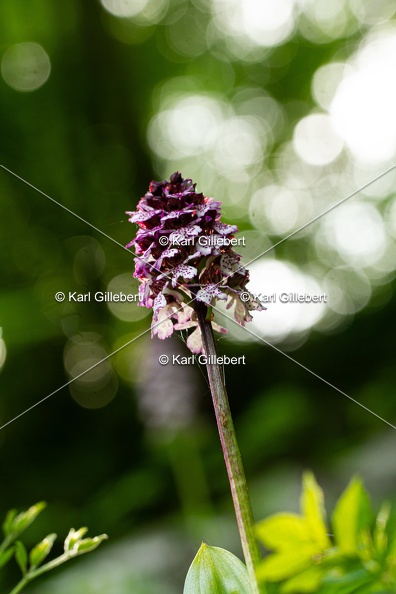 Karl-Gillebert-orchis-pourpre-orchis-purpurea-0879