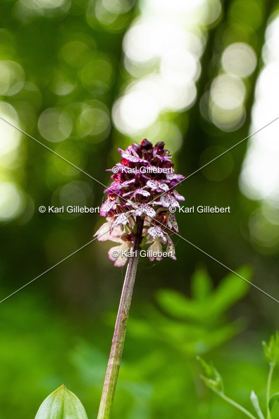 Karl-Gillebert-orchis-pourpre-orchis-purpurea-0882.jpg