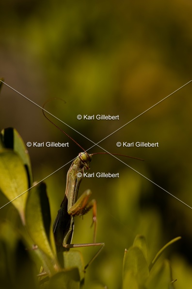 Karl-Gillebert-mante-religieuse-mantis-religiosa-7310.jpg