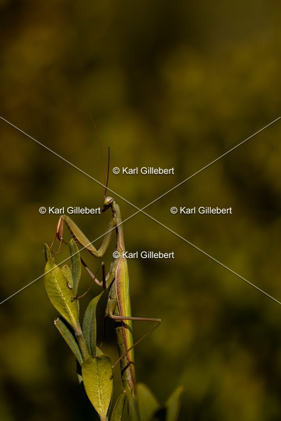 Karl-Gillebert-mante-religieuse-mantis-religiosa-7361.jpg