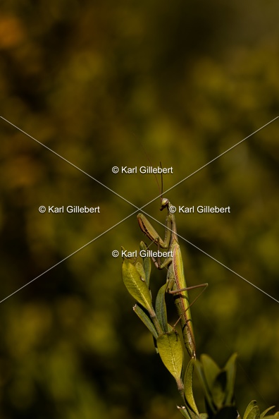 Karl-Gillebert-mante-religieuse-mantis-religiosa-7400.jpg
