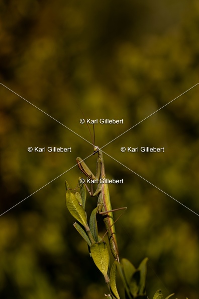 Karl-Gillebert-mante-religieuse-mantis-religiosa-7410.jpg