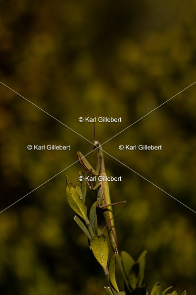 Karl-Gillebert-mante-religieuse-mantis-religiosa-7413.jpg