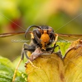 Karl-Gillebert-frelon-asiatique-vespa-velutina-3796