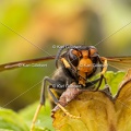 Karl-Gillebert-frelon-asiatique-vespa-velutina-3762