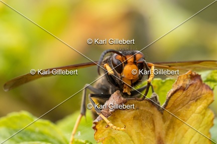 Karl-Gillebert-frelon-asiatique-vespa-velutina-3762
