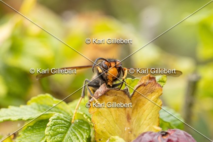 Karl-Gillebert-frelon-asiatique-vespa-velutina-3765