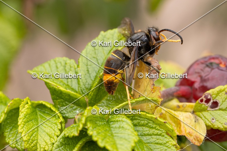 Karl-Gillebert-frelon-asiatique-vespa-velutina-3780.jpg
