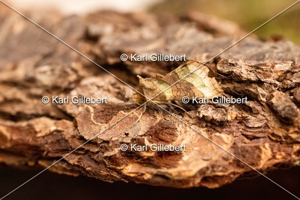 Karl-Gillebert-diachrysia-chrysitis-plusie-vert-dore-2205