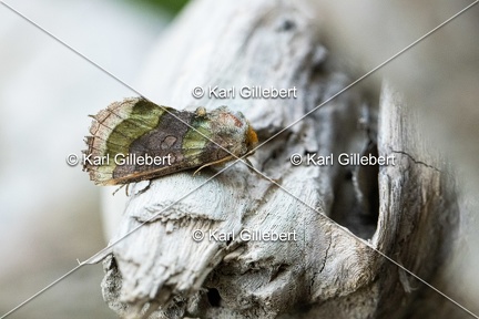 Karl-Gillebert-diachrysia-chrysitis-plusie-vert-dore-5015