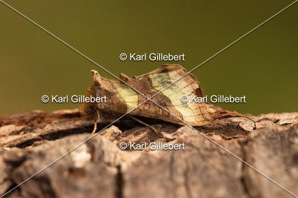 Karl-Gillebert-diachrysia-chrysitis-plusie-vert-dore-2195