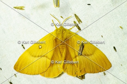 Karl-Gillebert-lasiocampa-quercus-bombyx-du-chene -0131