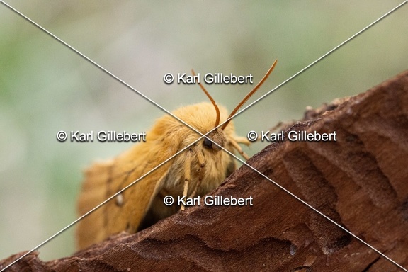 Karl-Gillebert-lasiocampa-quercus-bombyx-du-chene -2108