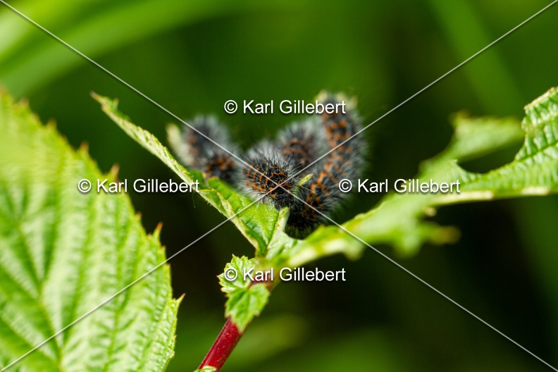 Karl-Gillebert-saturnia-pavonia-petit-paon-de-nuit-3770.jpg