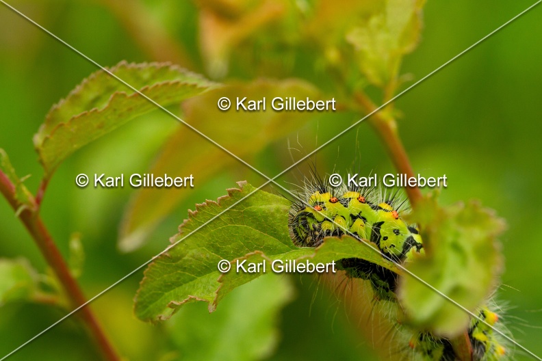 Karl-Gillebert-saturnia-pavonia-petit-paon-de-nuit-6109.jpg