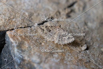 Karl-Gillebert-Alucita-hexadactyla-Orneode-du-Chevrefeuille-0255