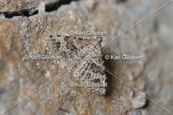Karl-Gillebert-Alucita-hexadactyla-Orneode-du-Chevrefeuille-0280