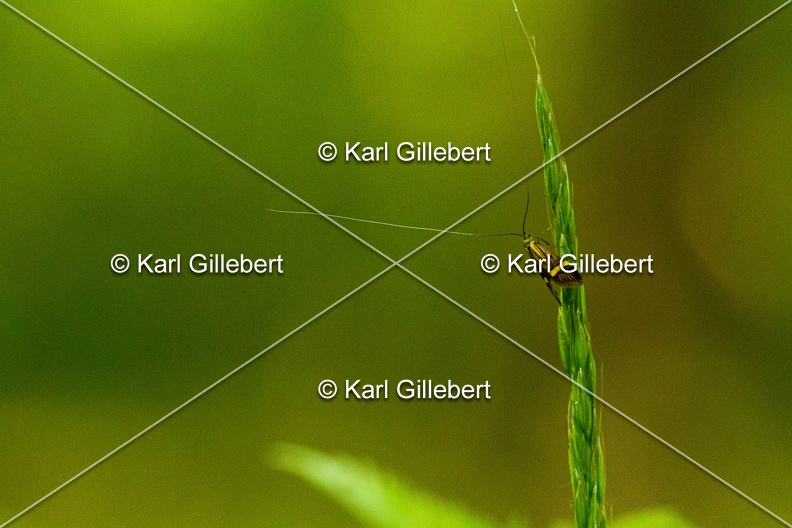 Karl-Gillebert-Nemophora-degeerella-Coquille-d-or-4650.jpg