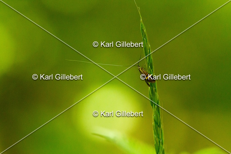 Karl-Gillebert-Nemophora-degeerella-Coquille-d-or-4654.jpg