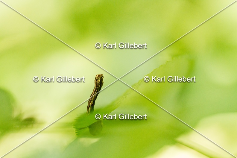 Karl-Gillebert-Ectropis-crepuscularia-Boarmie-crepusculaire-2260.jpg
