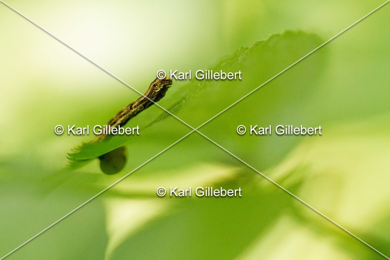 Karl-Gillebert-Ectropis-crepuscularia-Boarmie-crepusculaire-2270.jpg
