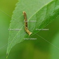 Karl-Gillebert-Ectropis-crepuscularia-Boarmie-crepusculaire-2275