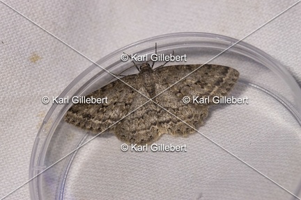 Karl-Gillebert-Ectropis-crepuscularia-Boarmie-crepusculaire-3492