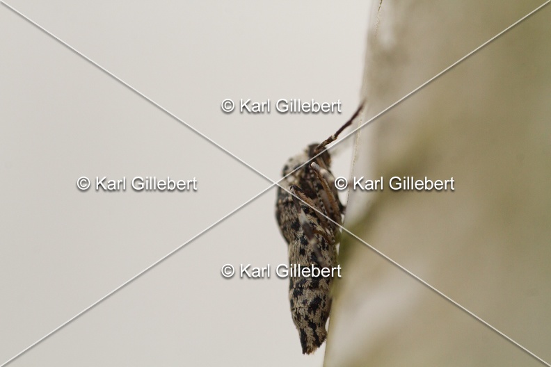 Karl-Gillebert-Erannis-defoliaria-Hibernie-defeuillante-6063.jpg