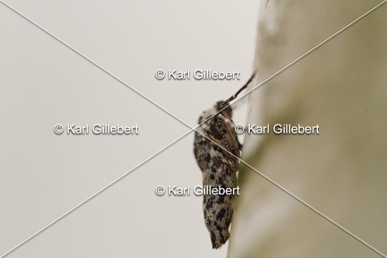Karl-Gillebert-Erannis-defoliaria-Hibernie-defeuillante-6063