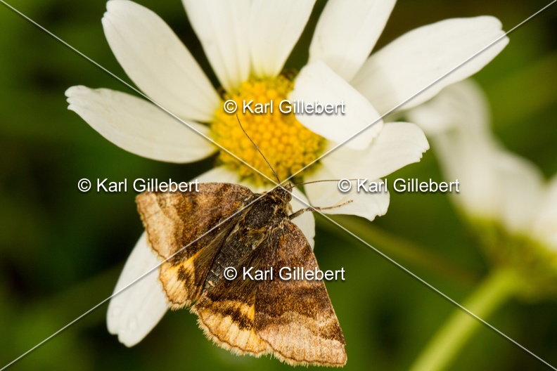 Karl-Gillebert-Euclidia-glyphica-Doublure-jaune-1145.jpg