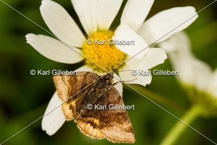 Karl-Gillebert-Euclidia-glyphica-Doublure-jaune-1145