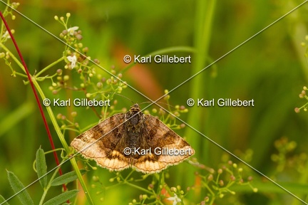 Karl-Gillebert-Euclidia-glyphica-Doublure-jaune-1156