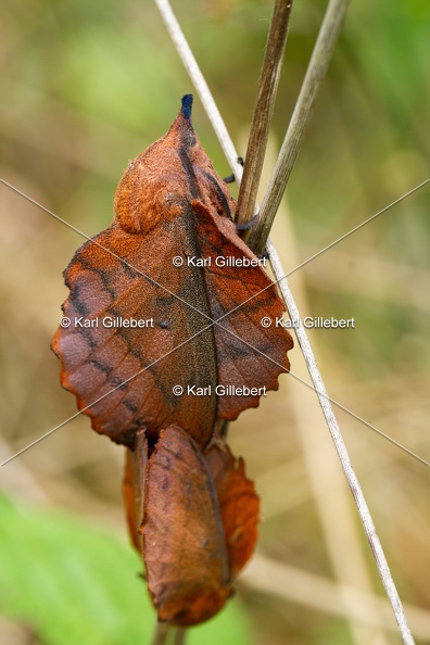 Karl-Gillebert-Gastropacha-quercifolia-Feuille-Morte-du-chene-7406