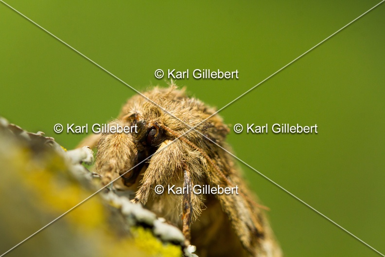 Karl-Gillebert-Peridea-anceps-Timide-7505.jpg