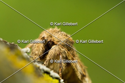 Karl-Gillebert-Peridea-anceps-Timide-7505