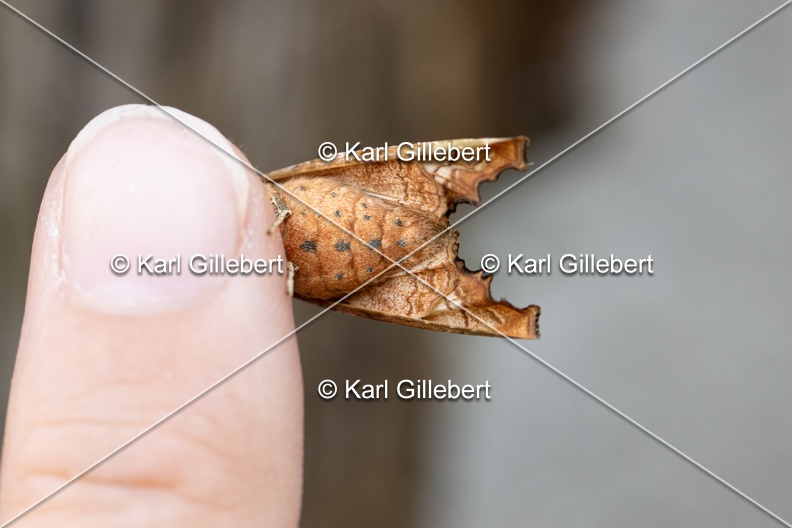Karl-Gillebert-Phlogophora-meticulosa-Meticuleuse-2141