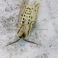 Karl-Gillebert-Spilosoma-lubricipeda-ecaille-tigree-0938
