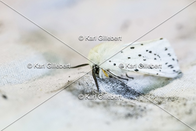 Karl-Gillebert-Spilosoma-lubricipeda-ecaille-tigree-0941